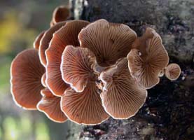 Crepidotus mollis, bottom view showing gills.